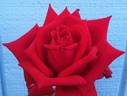 Hoagy Carmichael rose photo