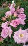 So In Love rose photo