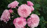 My Girl rose photo