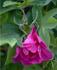 Coriandre rose photo