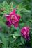 Coriandre rose photo