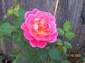 Rahima rose photo
