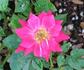 Ace of Diamonds rose photo