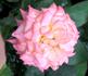 Baby Katie ™ rose photo