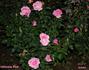 Ultimate Pink ™ rose photo