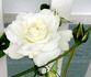 Lace Cascade rose photo