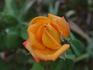 Almost Sunset rose photo