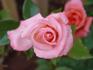 Amorous rose photo