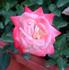 Baby Katie ™ rose photo