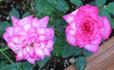 Berkeley Beauty ™ rose photo