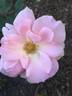 Country Song rose photo
