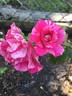 Shadow Dancer rose photo