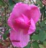 Immortal Juno rose photo