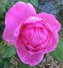 Immortal Juno rose photo