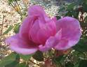 Immortal Juno rose photo