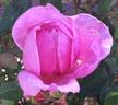 Immortal Juno rose photo