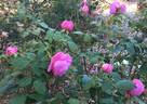 Immortal Juno rose photo