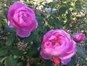 Immortal Juno rose photo