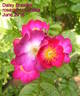 Daisy Brasileir rose photo