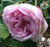 Bibi Maizoon ® rose photo