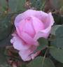 Bibi Maizoon ® rose photo