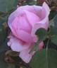 Bibi Maizoon ® rose photo
