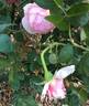Bibi Maizoon ® rose photo