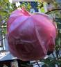 Bibi Maizoon ® rose photo
