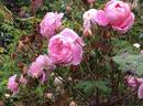 Heather Austin rose photo