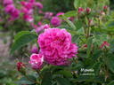 Hypathia rose photo
