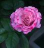 Otomegokoro rose photo