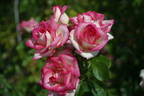 Better Homes rose photo