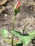 SPOTTED OWL rose photo