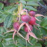 Wild Berry Breeze ™ rose photo