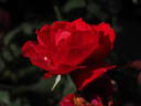 Rebell rose photo