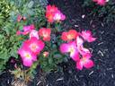 Fruit Punch™ rose photo