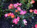 Fruit Punch™ rose photo