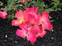 Fruit Punch™ rose photo