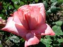 Aveline Gaujard rose photo