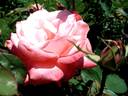 Aveline Gaujard rose photo