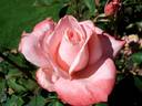 Aveline Gaujard rose photo