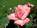 Aveline Gaujard rose photo