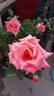 Snuffy rose photo