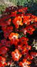 Neon Cowboy ™ rose photo