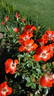 Neon Cowboy ™ rose photo