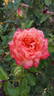 Yankee Doodle ® rose photo