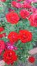 Rebell rose photo