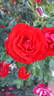 Rebell rose photo