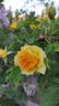 Jean Giono rose photo
