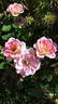 Whimsy rose photo